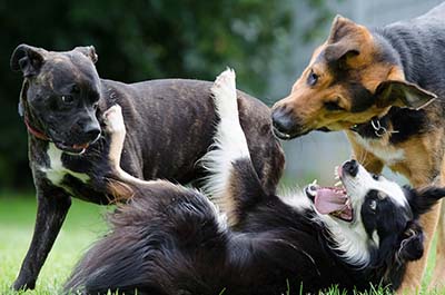 image for 4 Questions to ask before getting another dog