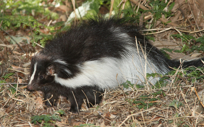 image for Stop the Spray- Keeping Skunks at Bay